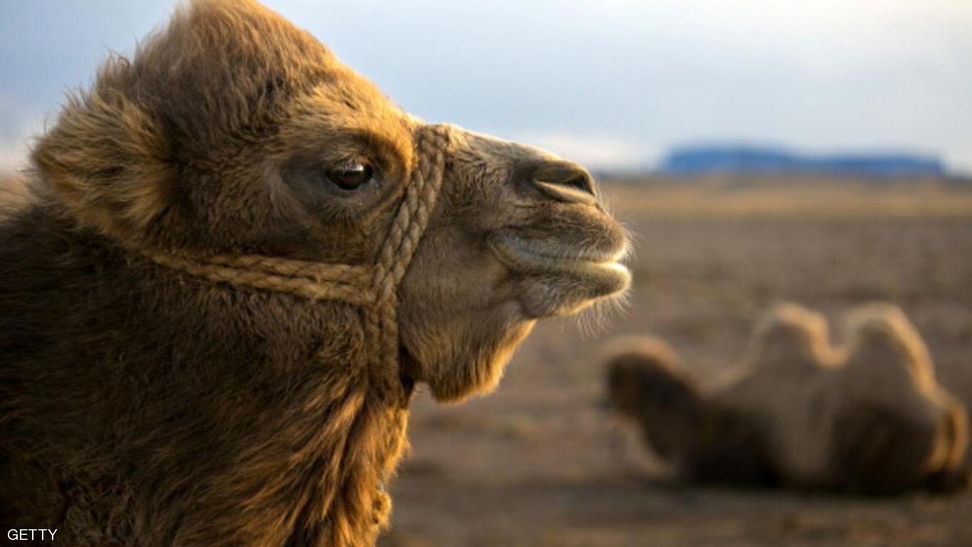 بە وێنە.. پێشبرکێ بە وشتر لە مەنگۆلیا ببینە